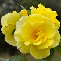 Smiley Face - Star Roses and Plants