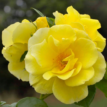 Smiley Face - Star Roses and Plants