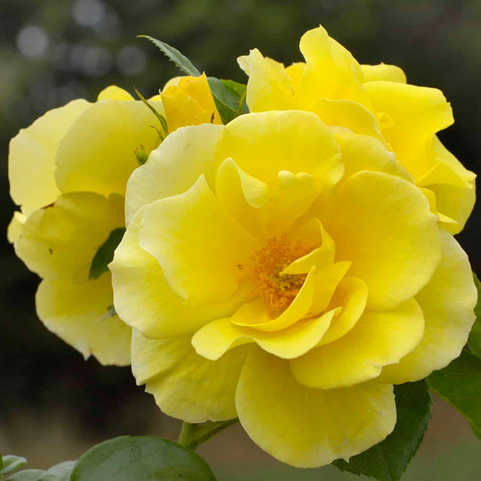 Smiley Face - Star Roses and Plants