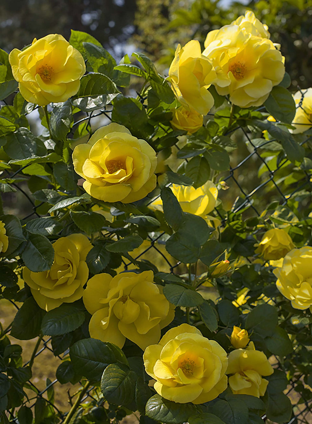 Smiley Face - Star Roses and Plants