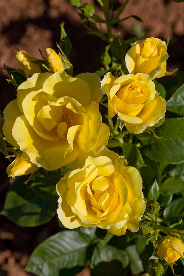 Smiley Face - Star Roses and Plants
