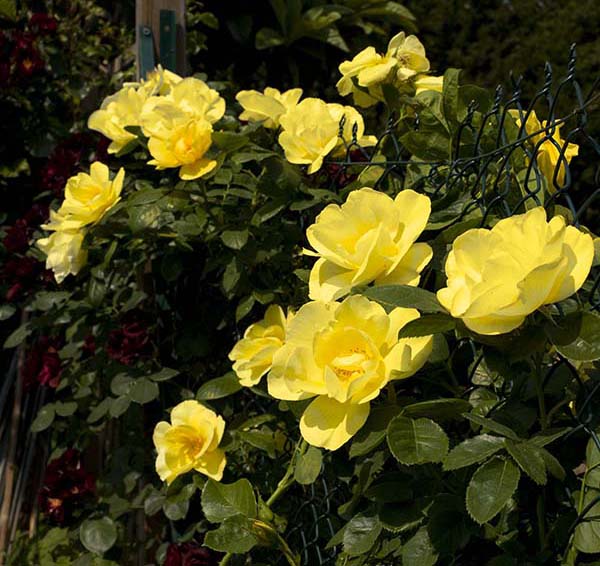 Smiley Face - Star Roses and Plants