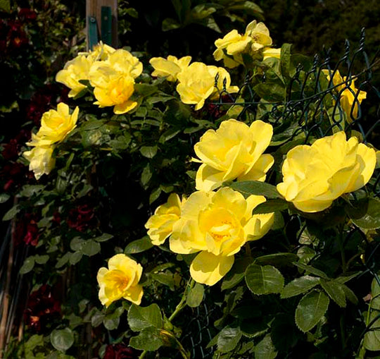 Smiley Face - Star Roses and Plants