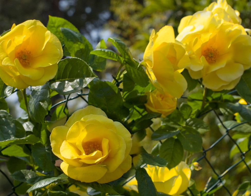 Smiley Face - Star Roses and Plants