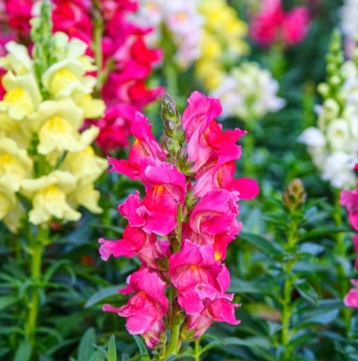 Snapdragon Panorama - Pacific Northwest Seeds