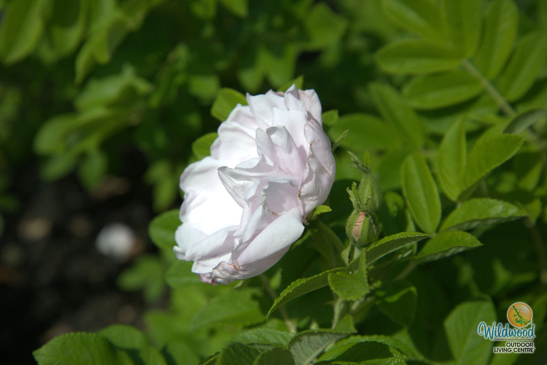 Snow Pavement - Weeks Rose