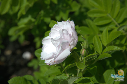 Snow Pavement - Weeks Rose