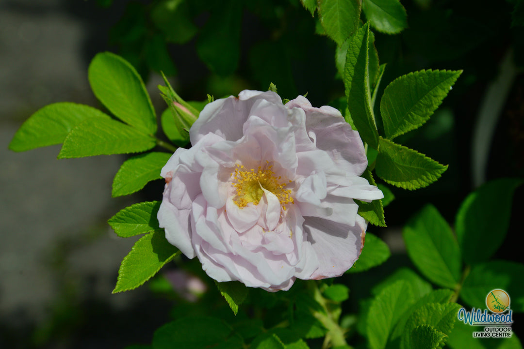 Snow Pavement - Weeks Rose