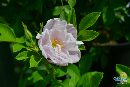 Snow Pavement - Weeks Rose