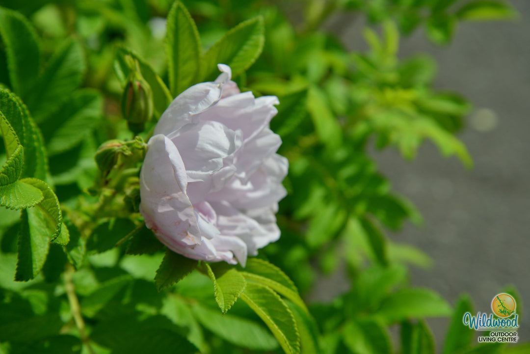 Snow Pavement - Weeks Rose