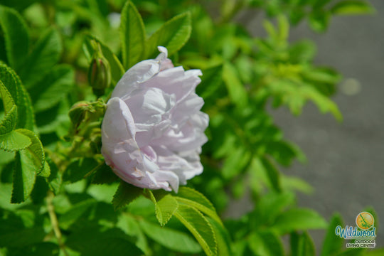 Snow Pavement - Weeks Rose