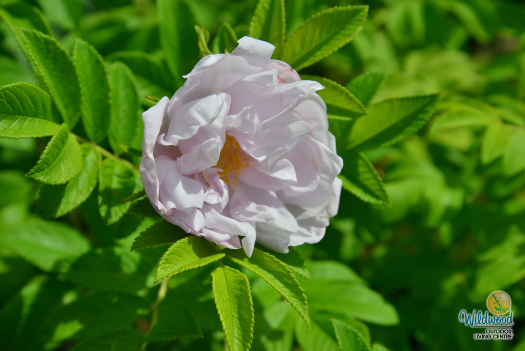 Snow Pavement - Weeks Rose