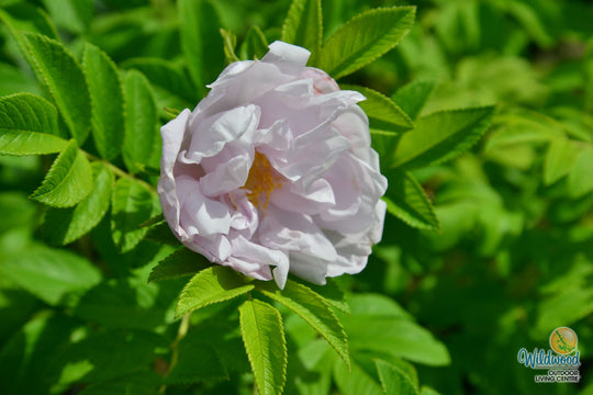 Snow Pavement - Weeks Rose
