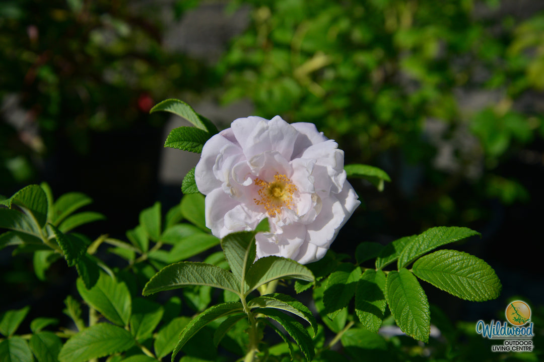 Snow Pavement - Weeks Rose