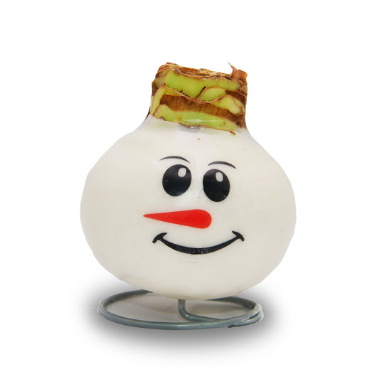 Waxed Amaryllis - Snowman Face - Red Bloom