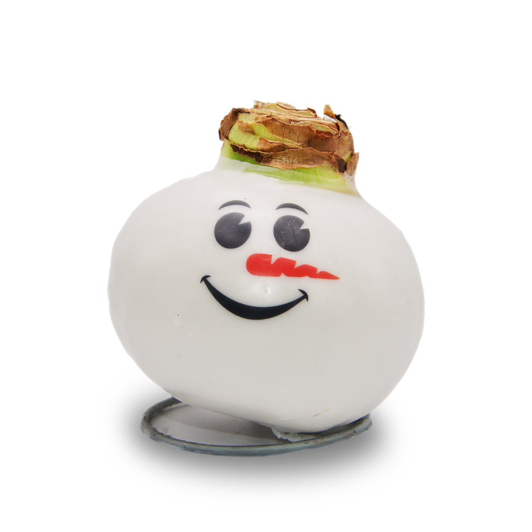 Waxed Amaryllis - Snowman Face - Red Bloom