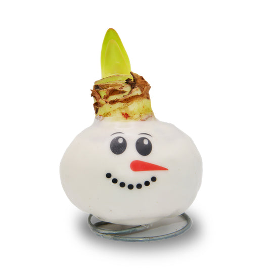 Waxed Amaryllis - Snowman Face - Red Bloom