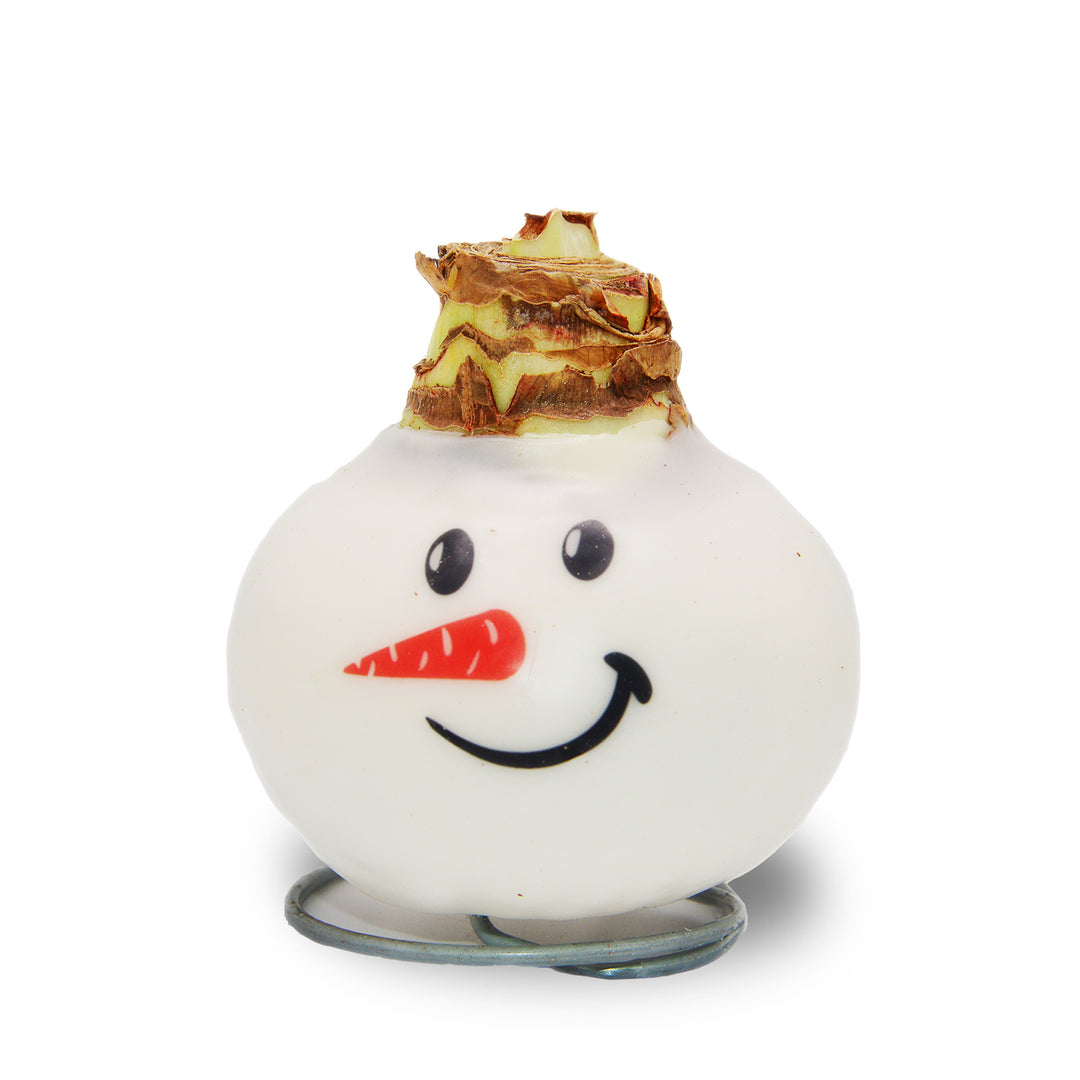 Waxed Amaryllis - Snowman Face - Red Bloom