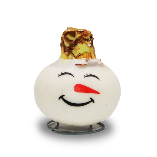 Waxed Amaryllis - Snowman Face - Red Bloom