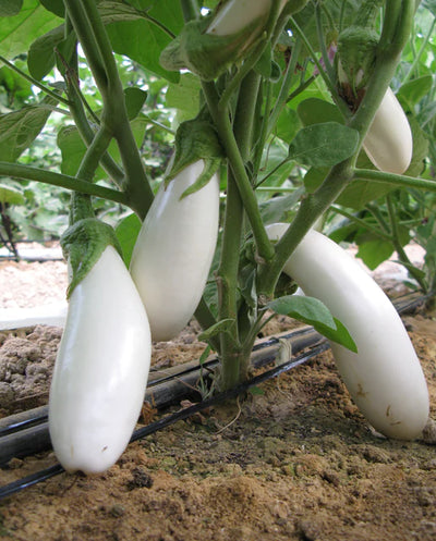 Eggplant Snowy - West Coast Seeds