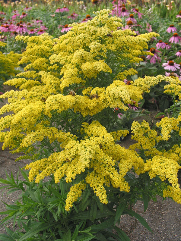 Solidago Golden Rockets Goldenrod | Solidago | Super, 1 Pack – Wildwood Outdoor Living