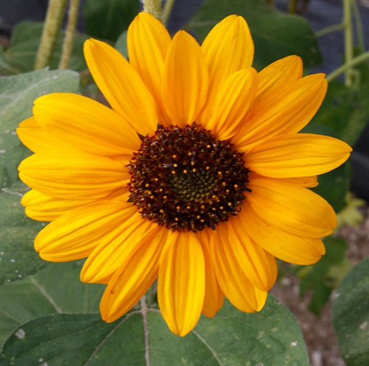 Sunflower Soraya - Pacific Northwest Seeds