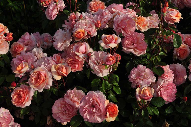 Sunbelt® Soul Sister - Star Roses and Plants