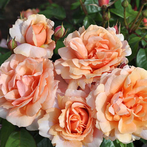 Sunbelt® Soul Sister - Star Roses and Plants