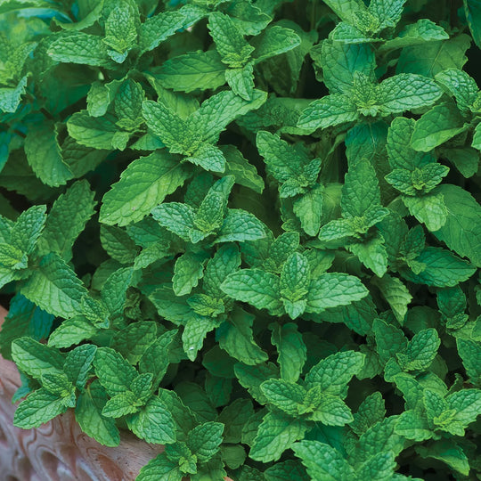 Spearmint - Burpee Seeds