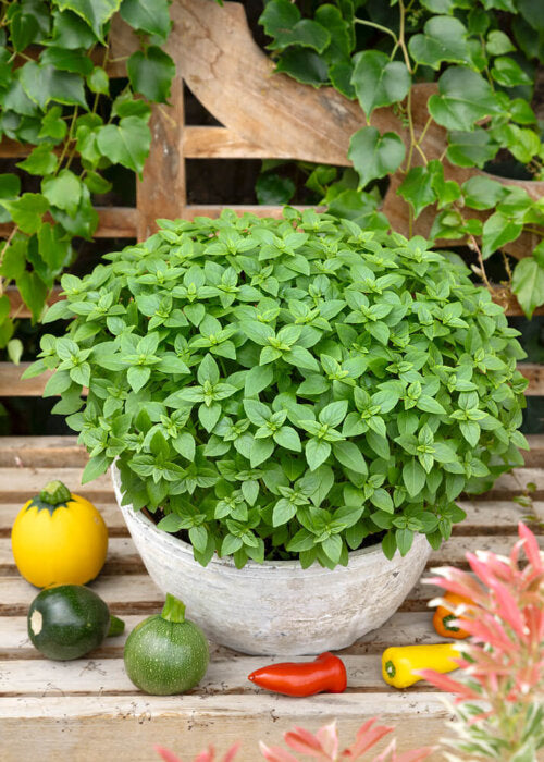 Basil Spicy Globe - Ontario Seed Company