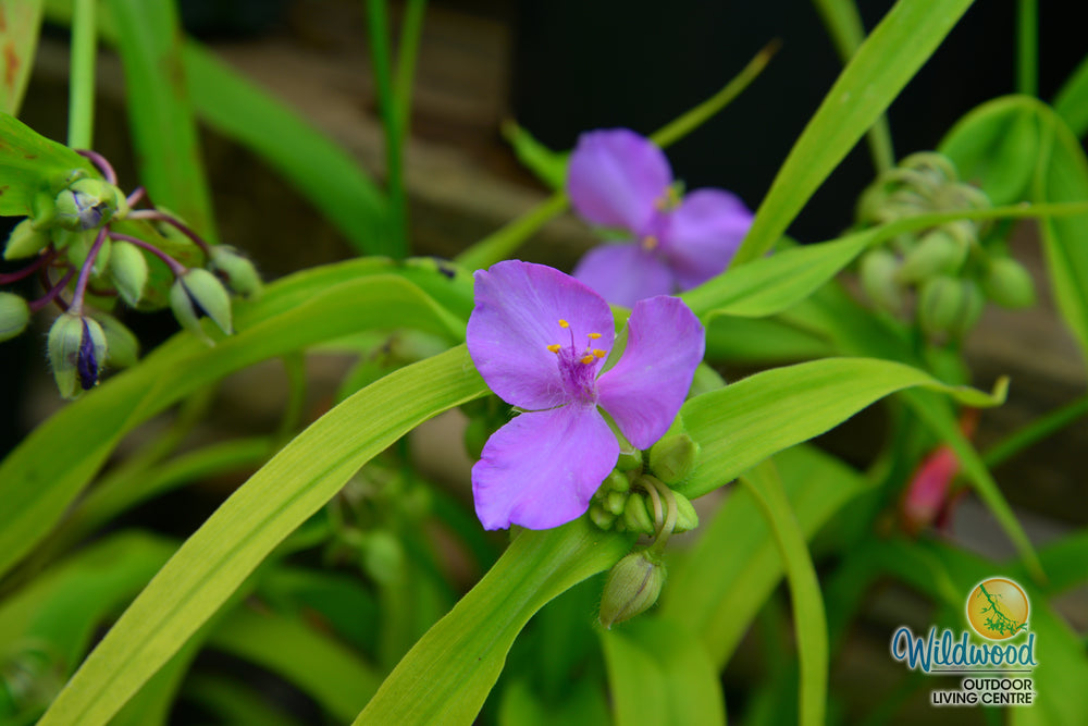 Tradescantia - Concord Grape, 1 Pack