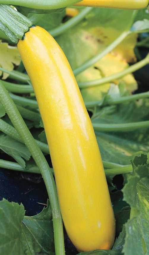 Squash Gold Rush - Pacific North West Seeds