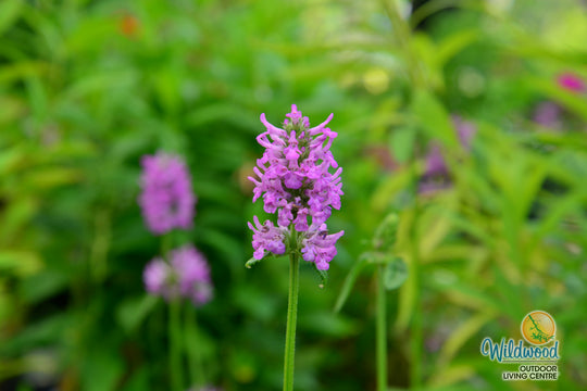 Stachys Monieri - Hummelo, 1 Pack