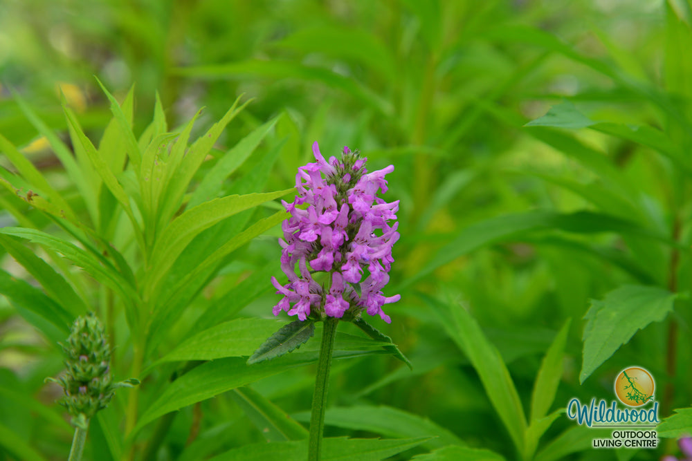 Stachys Monieri - Hummelo, 1 Pack