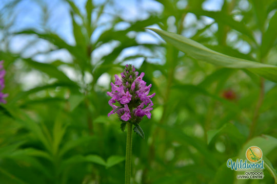 Stachys Monieri - Hummelo, 1 Pack