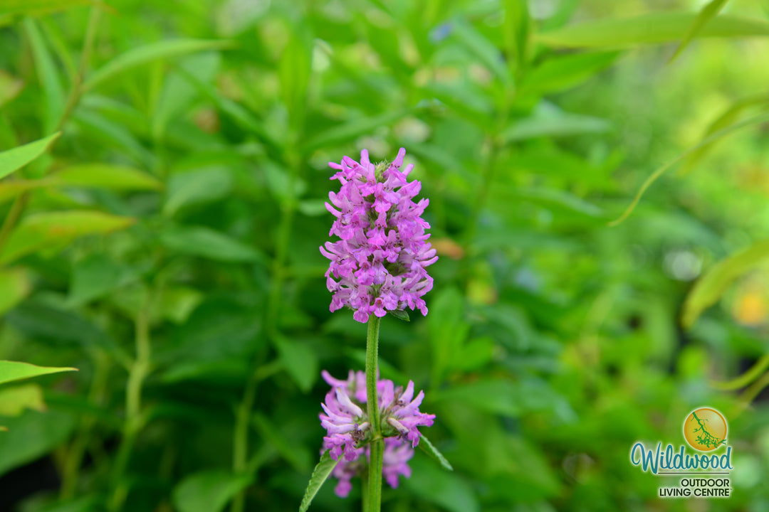 Stachys Monieri - Hummelo, 1 Pack