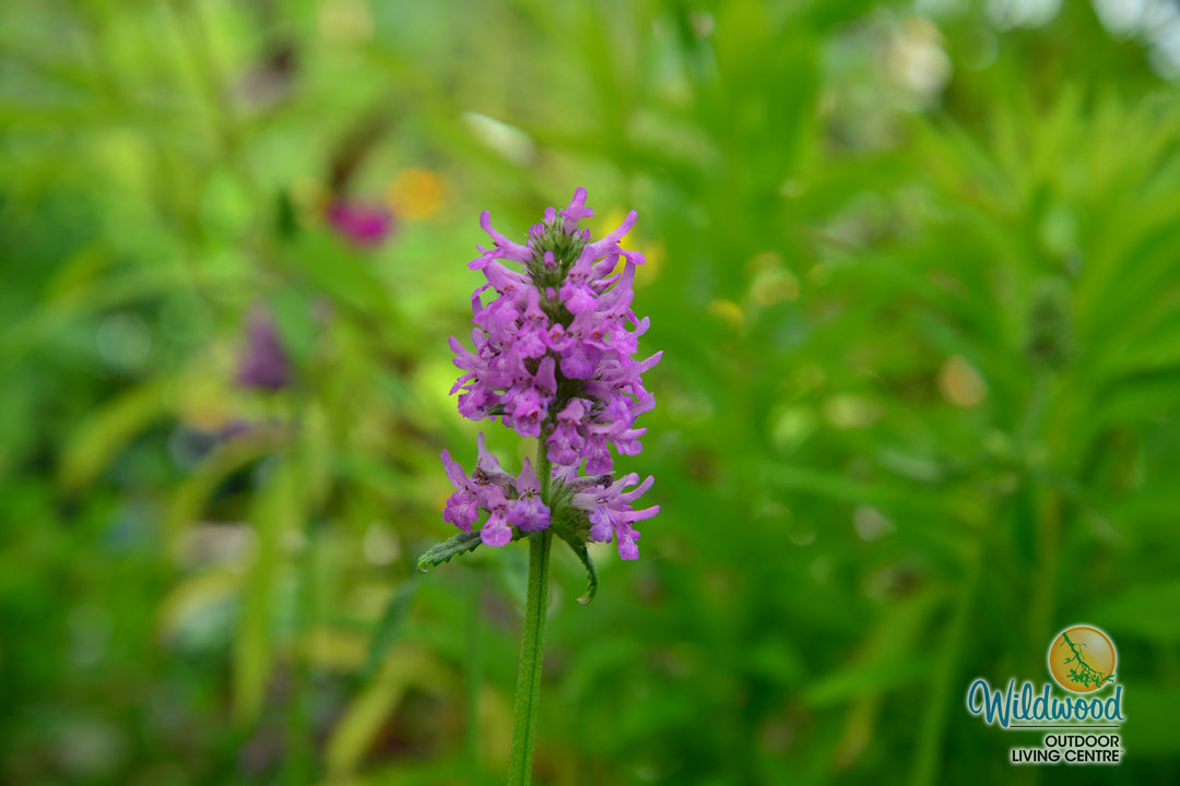 Stachys Monieri - Hummelo, 1 Pack