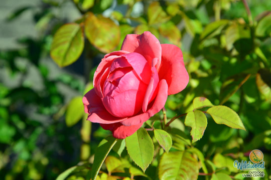 Dee-Lish - Star Roses and Plants