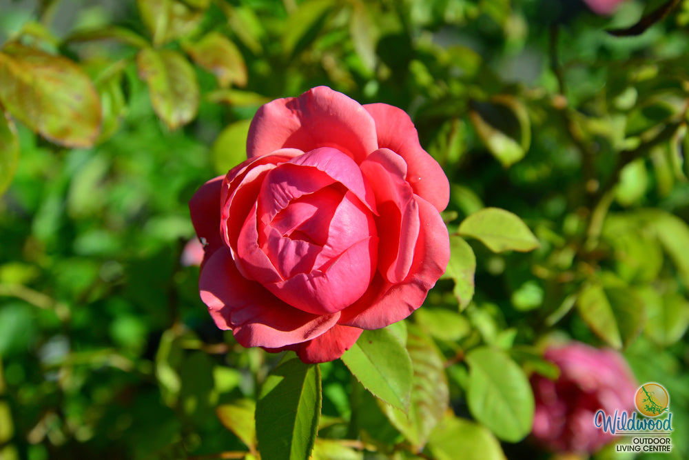 Dee-Lish - Star Roses and Plants