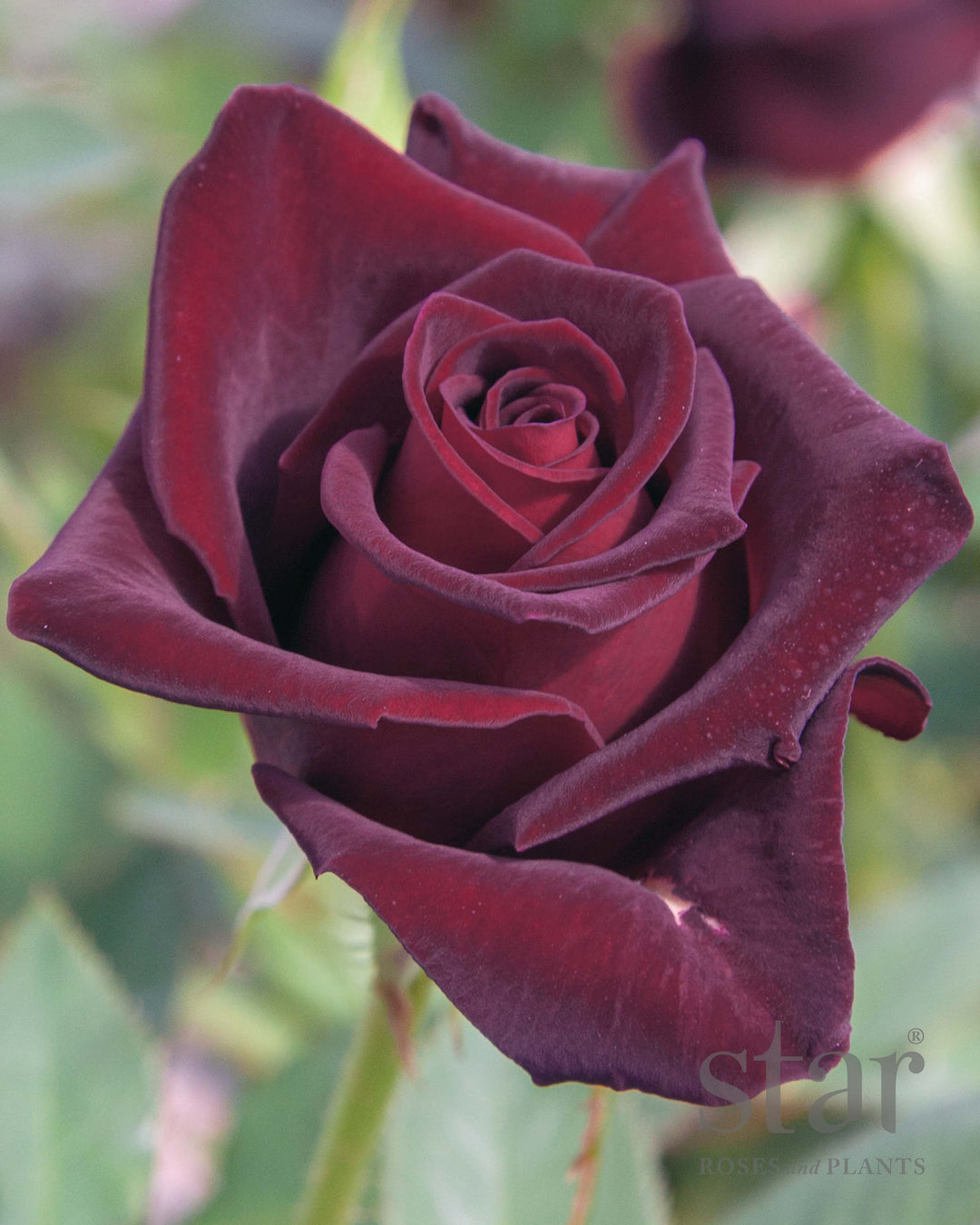 Black Baccara - Star Roses and Plants