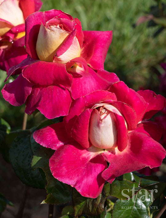 Cherries & Champagne™ - Star Roses and Plants