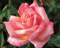 Chicago Peace - Star Roses and Plants