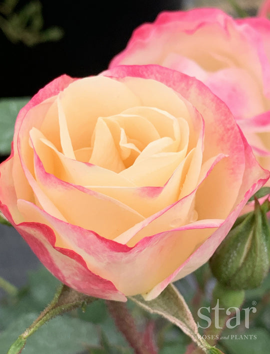 Enchanted Meadow - Star Roses and Plants