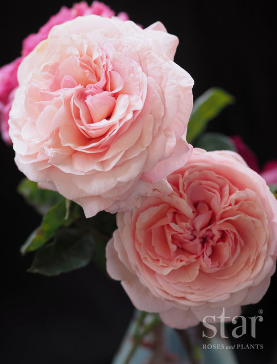 Martha Stewart Rose - Star and Plant