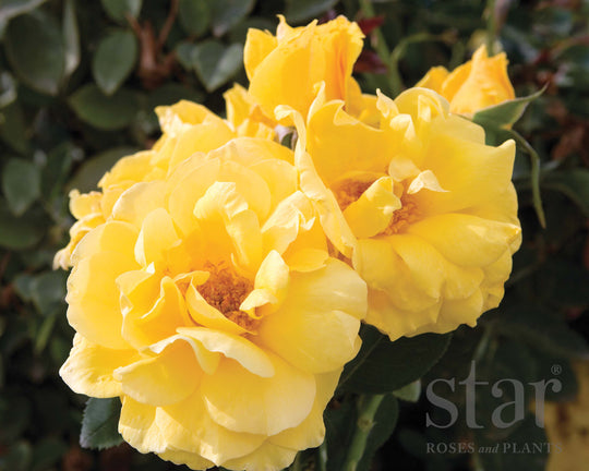 Midas Touch™ - Star Roses and Plants