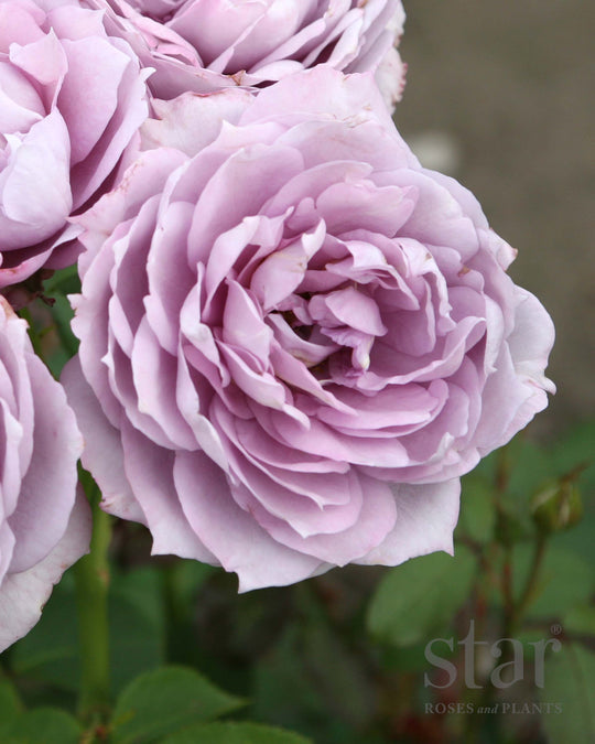 Poseidon - Kordes® Roses