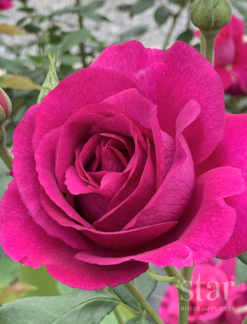 Purple Aura - Star Roses and Plants