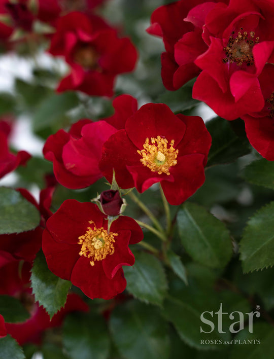 Scarlet Drift - Star Roses and Plants