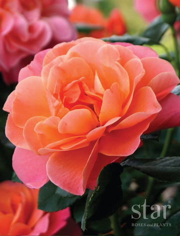 Sugar Candy Rose - Star Roses and Plants