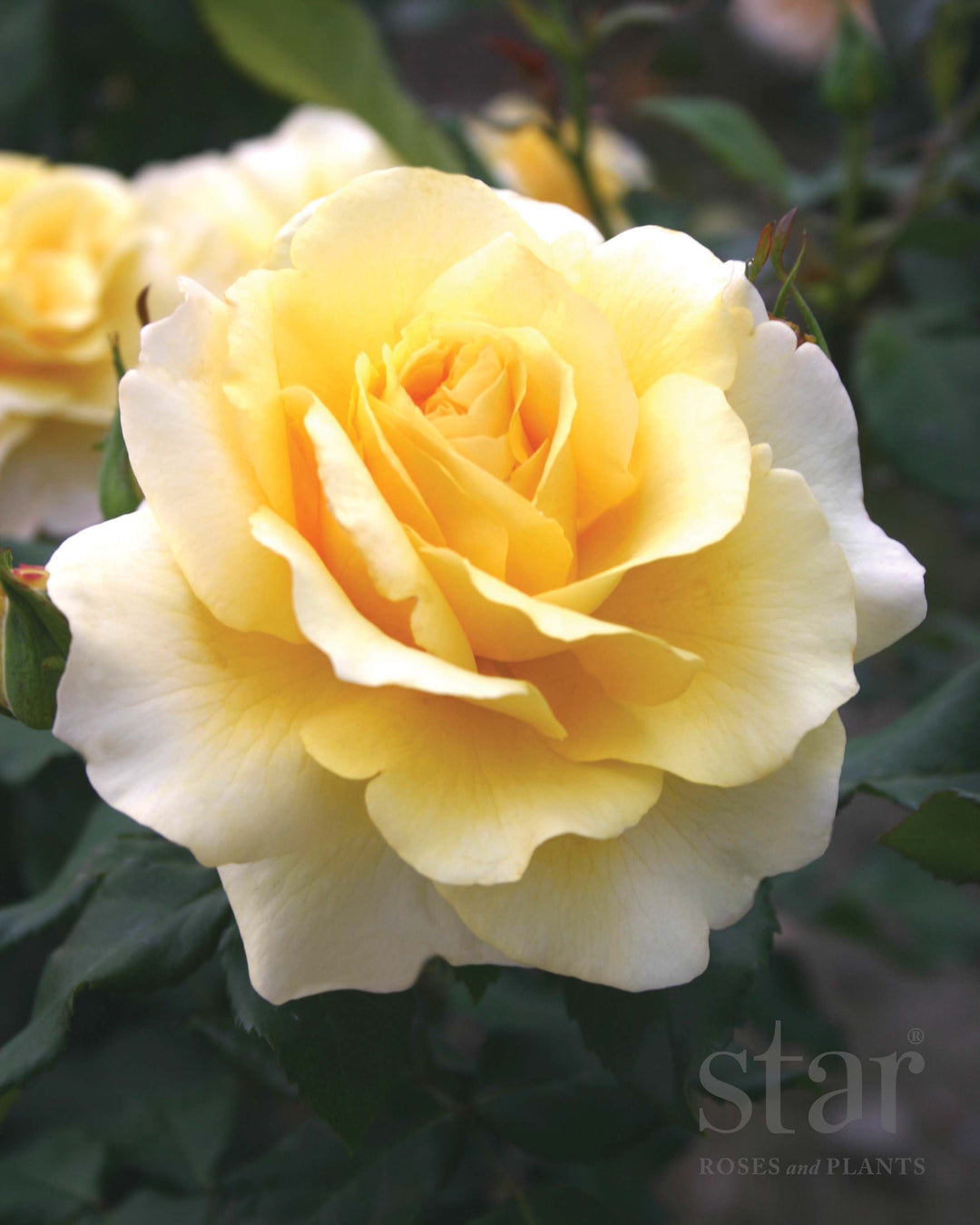 Eleganza® Sunny Sky™ - Kordes® Roses